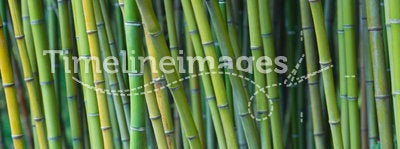 Green bamboo stalks