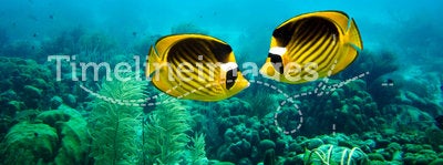 Couple of Raccoon Butterfly fish