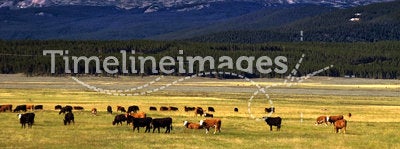 Cattle On The Colorado Range