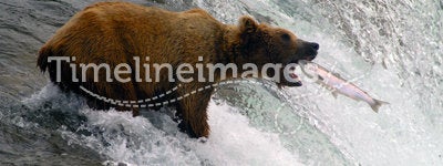 Bear Salmon Fishing in Katmai