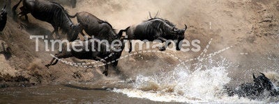 Wildebeest Leap of Faith (Kenya)