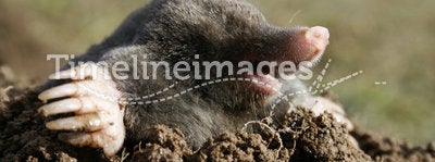 Black mole hungry