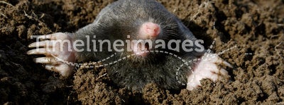 Black mole new