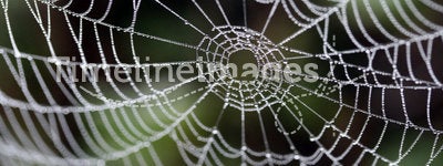 A spider's web