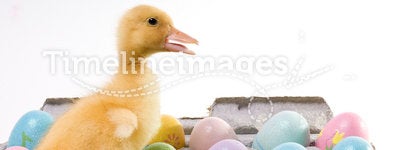 Easter Duck With Confetti Eggs