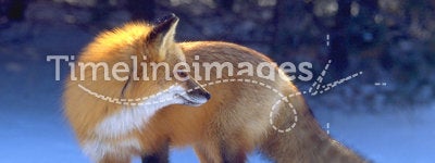 Backlit red fox