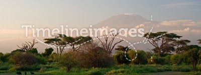 Kilimanjaro at Sunrise