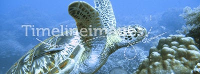 Rare green sea turtle