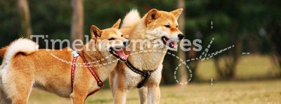 The dogs of Shiba