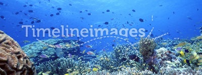 Uepi Shallow Reef