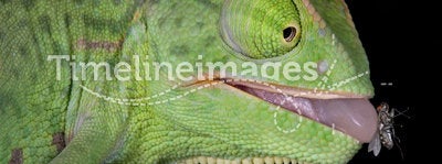 Chameleon with fly on tongue