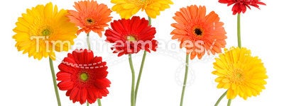 Daisies isolated on white