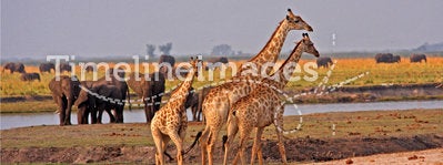 African giraffes.