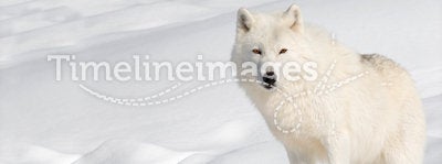 Arctic Wolf in Snow