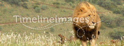 Lion, South Africa