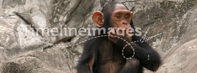 Little Chimpanzee