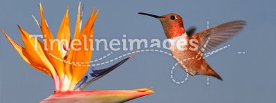 Rufous Hummingbird and Bird of Paradise