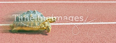 Tortoise running