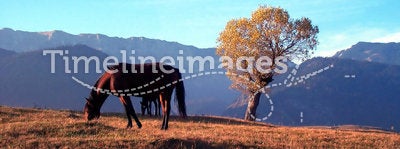 Horse and tree