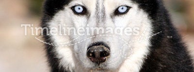 Blue eyed Siberian Husky
