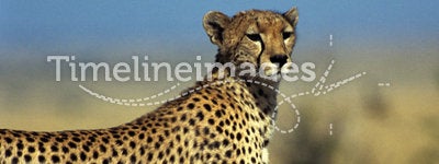 Gazing cheetah