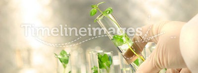 Small plants in test tubes