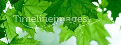 Green maple leafs