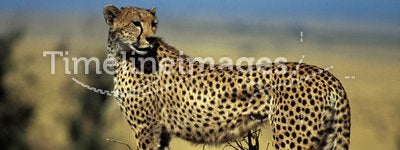 Cheetah on hill