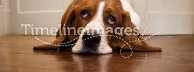 Basset hound rolling its eyes