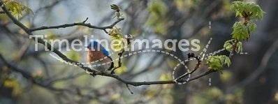 Eastern bluebird in Spring on tree limb