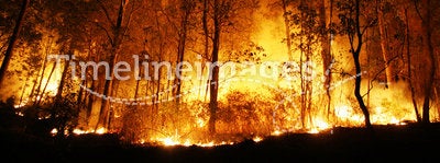 Forest Ablaze at Night