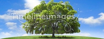 Oak tree. A large spectacular oak tree in a grassy field with a bright sunny sky