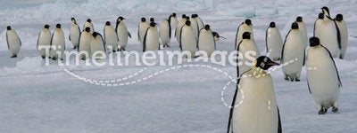 March of Emperor penguins