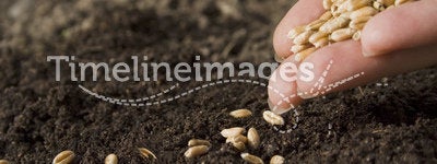 Sowing wheat