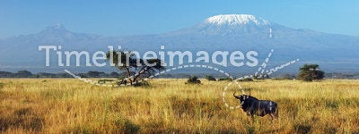 Gnu and Kilimanjaro