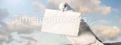 White Homing pigeon