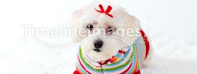 Small White Dog in Winter Scene