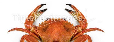 Large crab