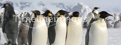 Group of Emperor penguins