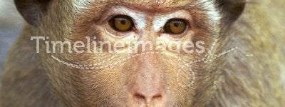Rhesus monkey portrait - surprise