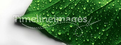 Water Drops on Green Plant Leaf