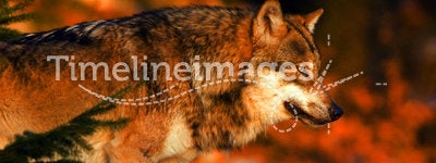 Wolf sunrise. European wolf in Bavarian national park forest....... This is the 260,000th image on Dreamstime