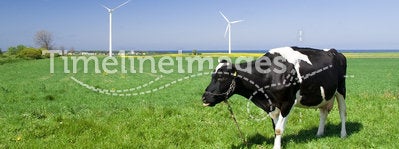 Cow and wind turbines
