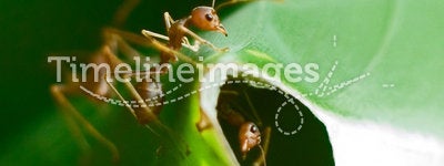 Ants Guarding Nest