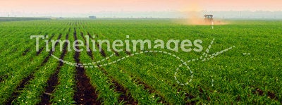 Corn fields at sunset