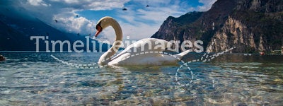 The swan and his lake
