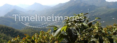 Coffee plantation Guatemala 12