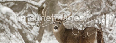 Whitetail Buck Deer in the snow