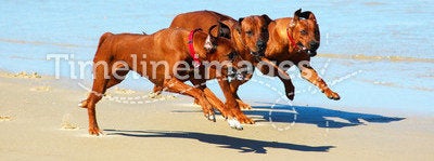 Dogs running in pack