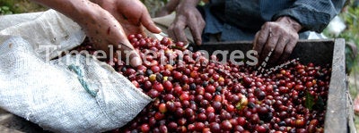 Coffee beans guatemala